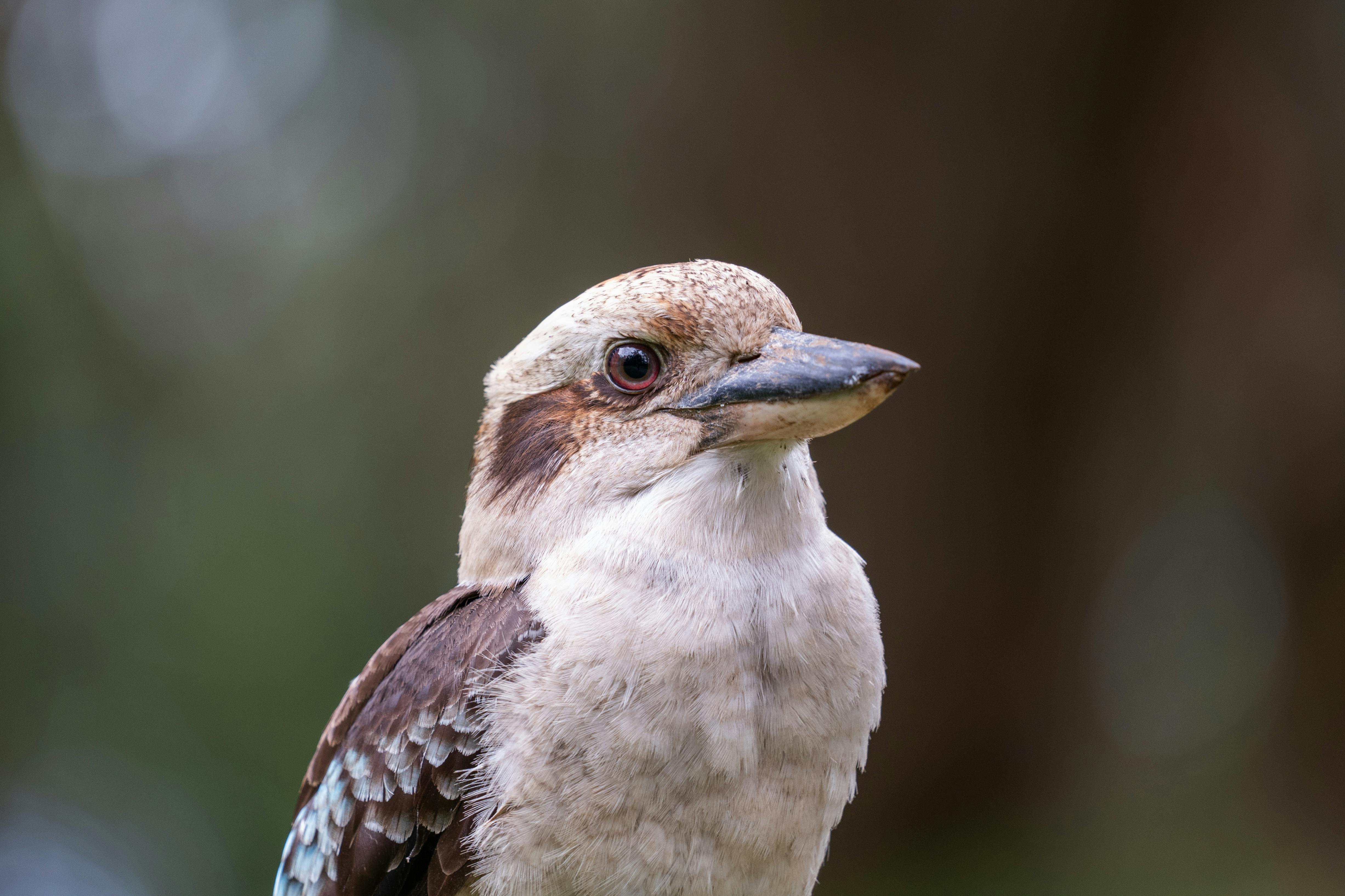 Desktop Wallpapers bird Kookaburras Two Animals