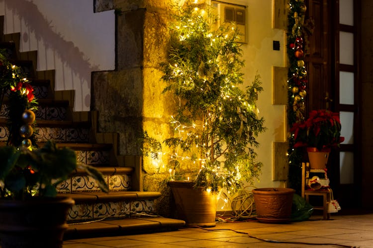 A Plant Inside A House Decorated With Christmas Lights 