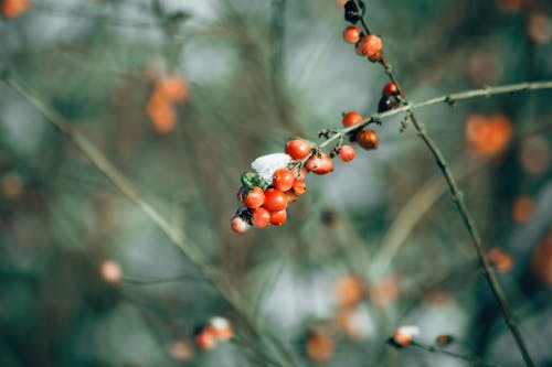 Free stock photo of autumn, branch, close up view