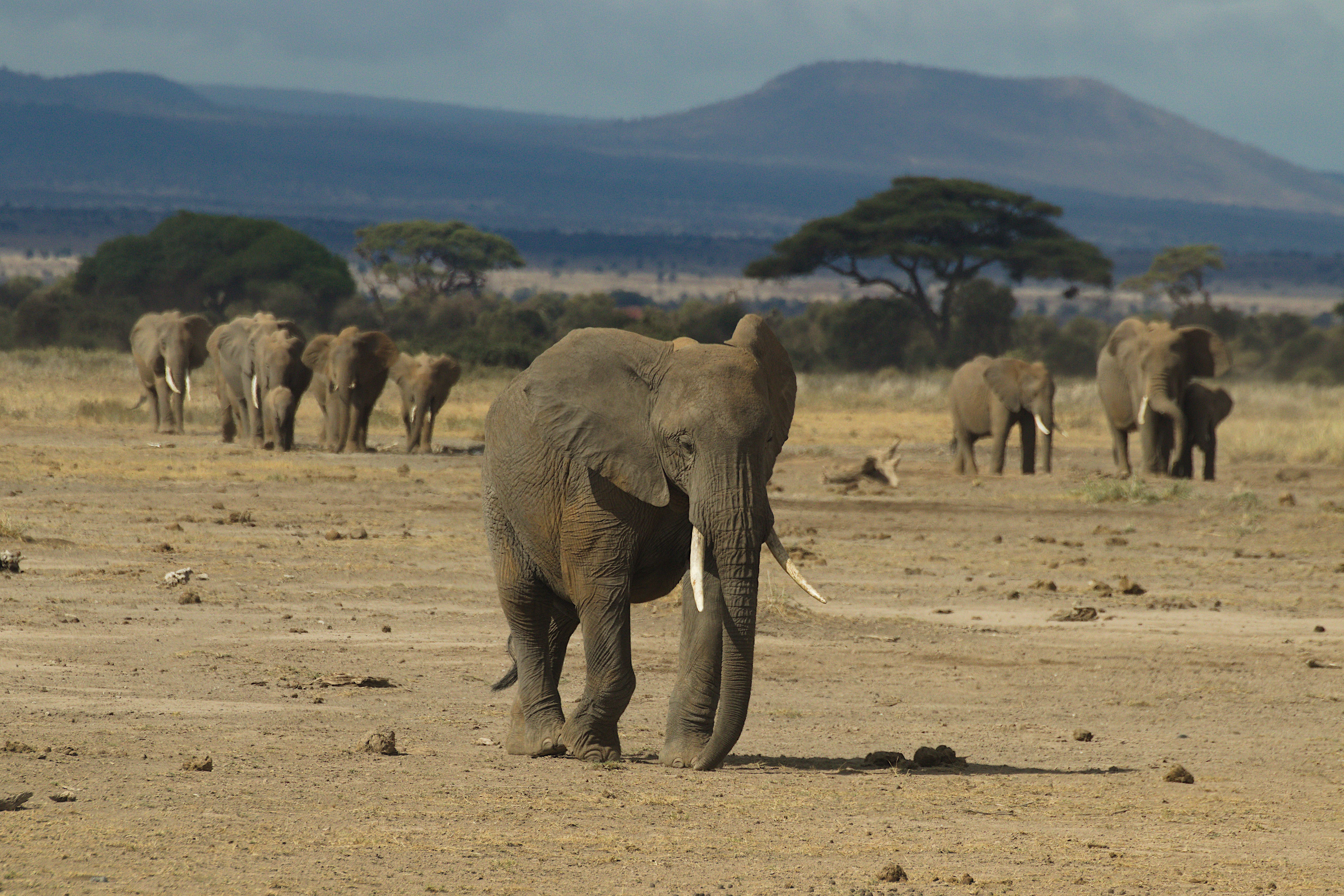 African Elephant