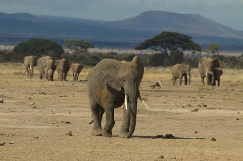 Elephants on a Desert 