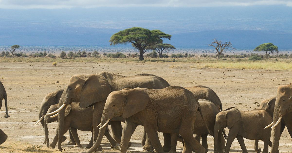 Pilanesberg National Park: Best Johannesburg Day Safari Guide