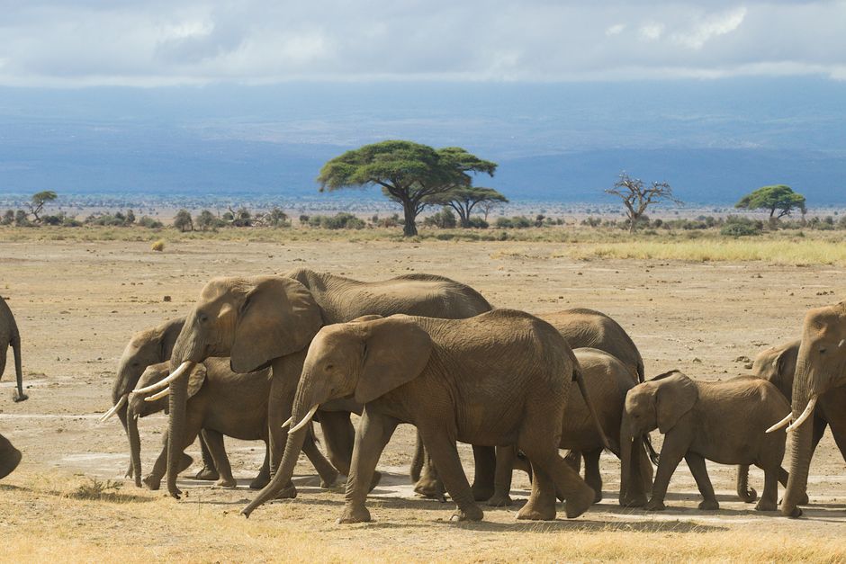 safari terbaik di Afrika untuk wisatawan Indonesia