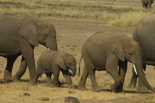 動物攝影, 壁紙, 大象 的 免费素材图片