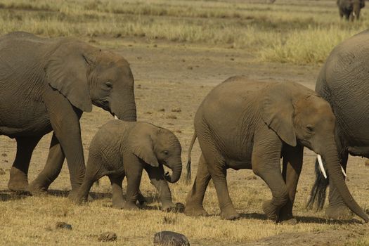 A family of African elephants walking in the savanna, showcasing wildlife in nature.