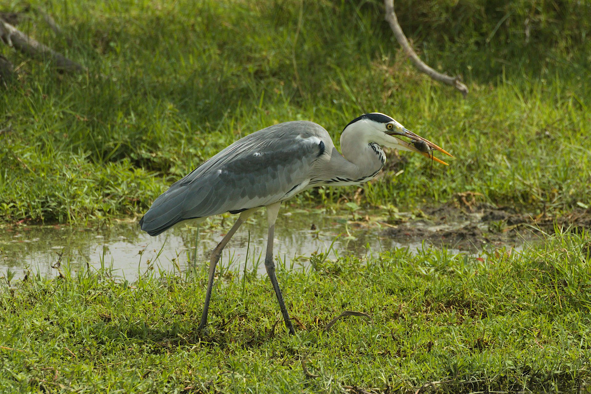 Great Egret with Prey