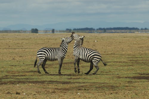 View of Two Zebras on a Grass Field 