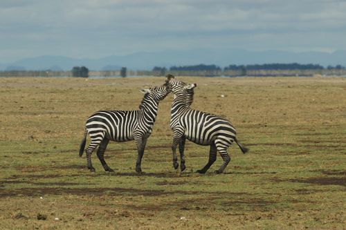 Free Two zebras playfully interacting on the African savannah, showcasing wildlife behavior. Stock Photo