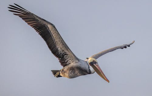 Foto profissional grátis de animais selvagens, asas, ave