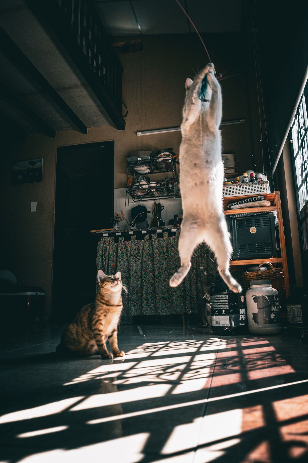 室内で一匹がジャンプしもう一匹が見上げる猫たち