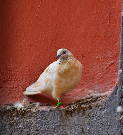birds_flying, güvercin, Hindistan içeren Ücretsiz stok fotoğraf