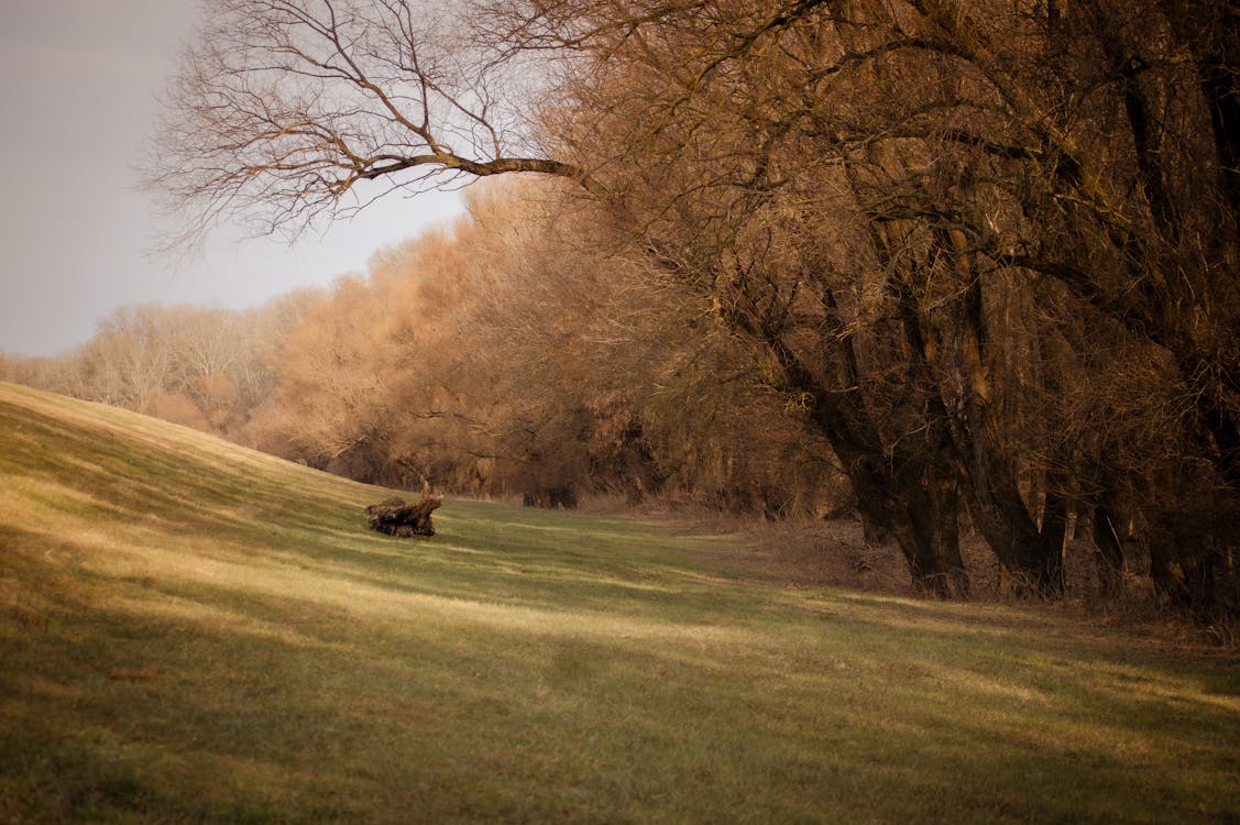 Photos gratuites de arbres, automne, campagne