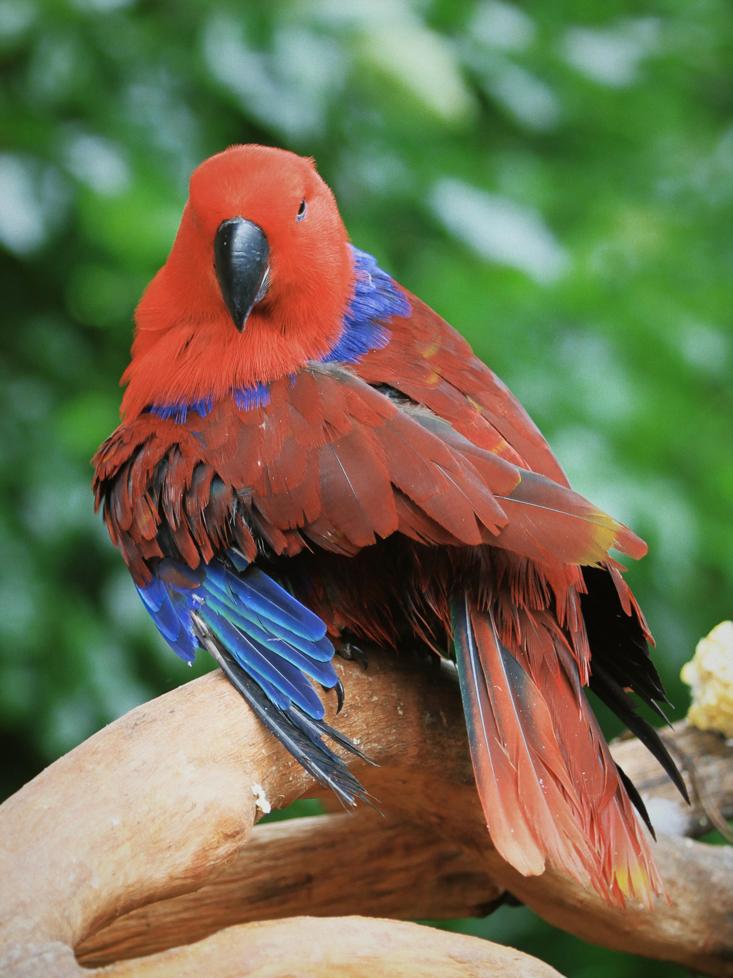 Easy Bird Feeding: Use Bird Seed Blocks