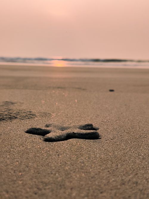 Free star fish  Stock Photo