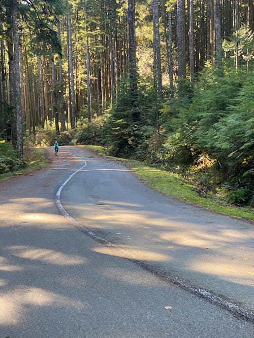 A Person Riding a Bicycle on a Street between Trees 