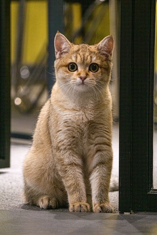Free Charming British Shorthair cat with golden fur sitting indoors. Perfect for pet lovers. Stock Photo