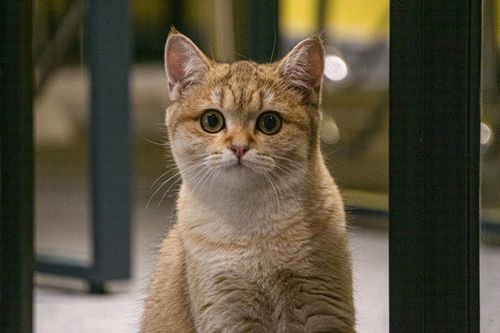 Free Close-up portrait of a cute ginger cat sitting indoors, featuring its playful expression and vivid eyes. Stock Photo