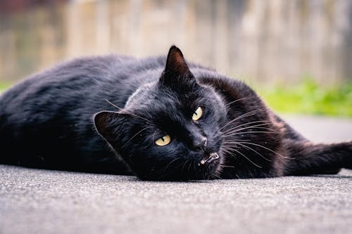 Fotos de stock gratuitas de acostado, enfoque selectivo, fotografía de animales