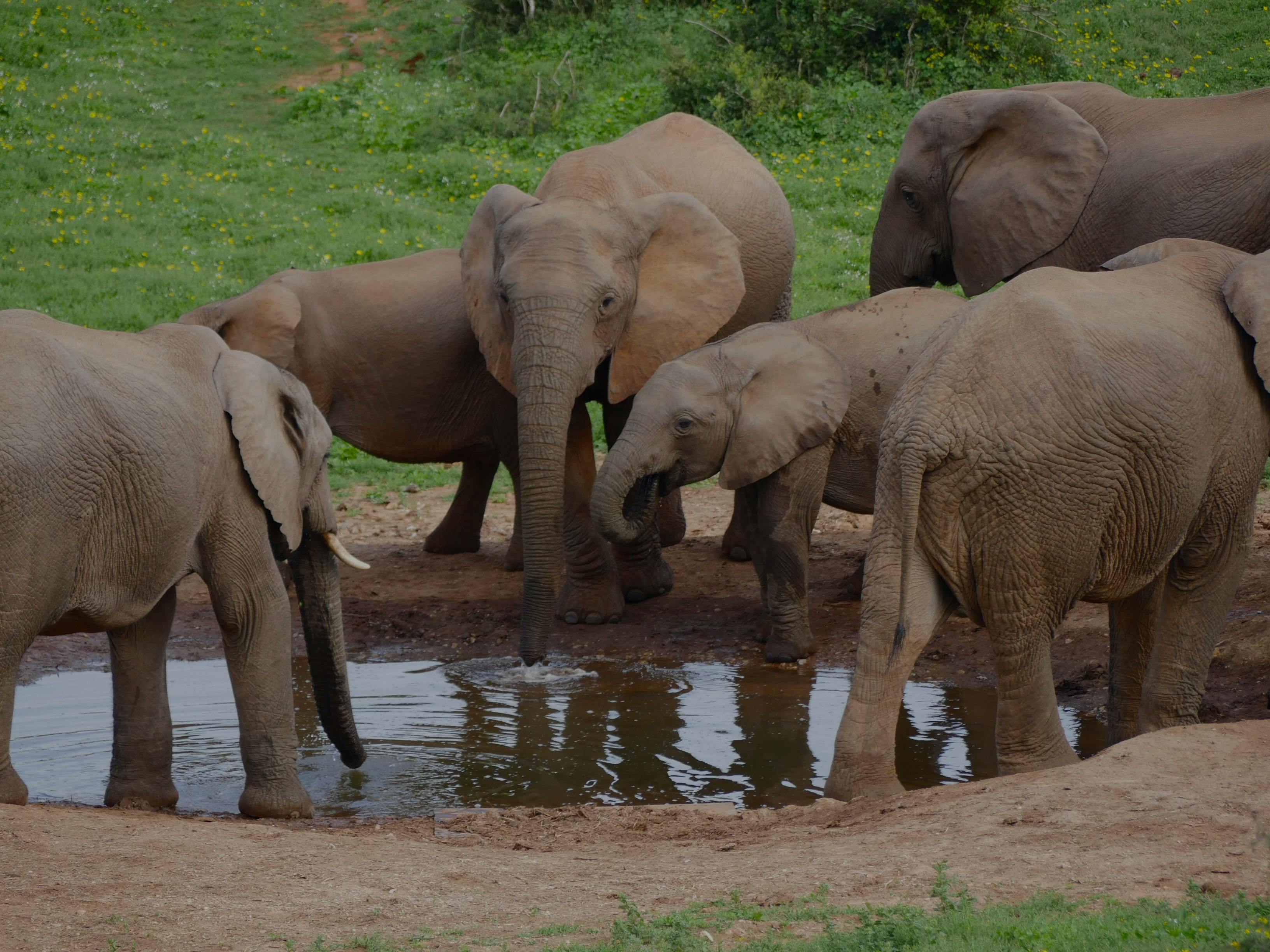 Elephant Gathering — Hwange National Park Zimbabwe