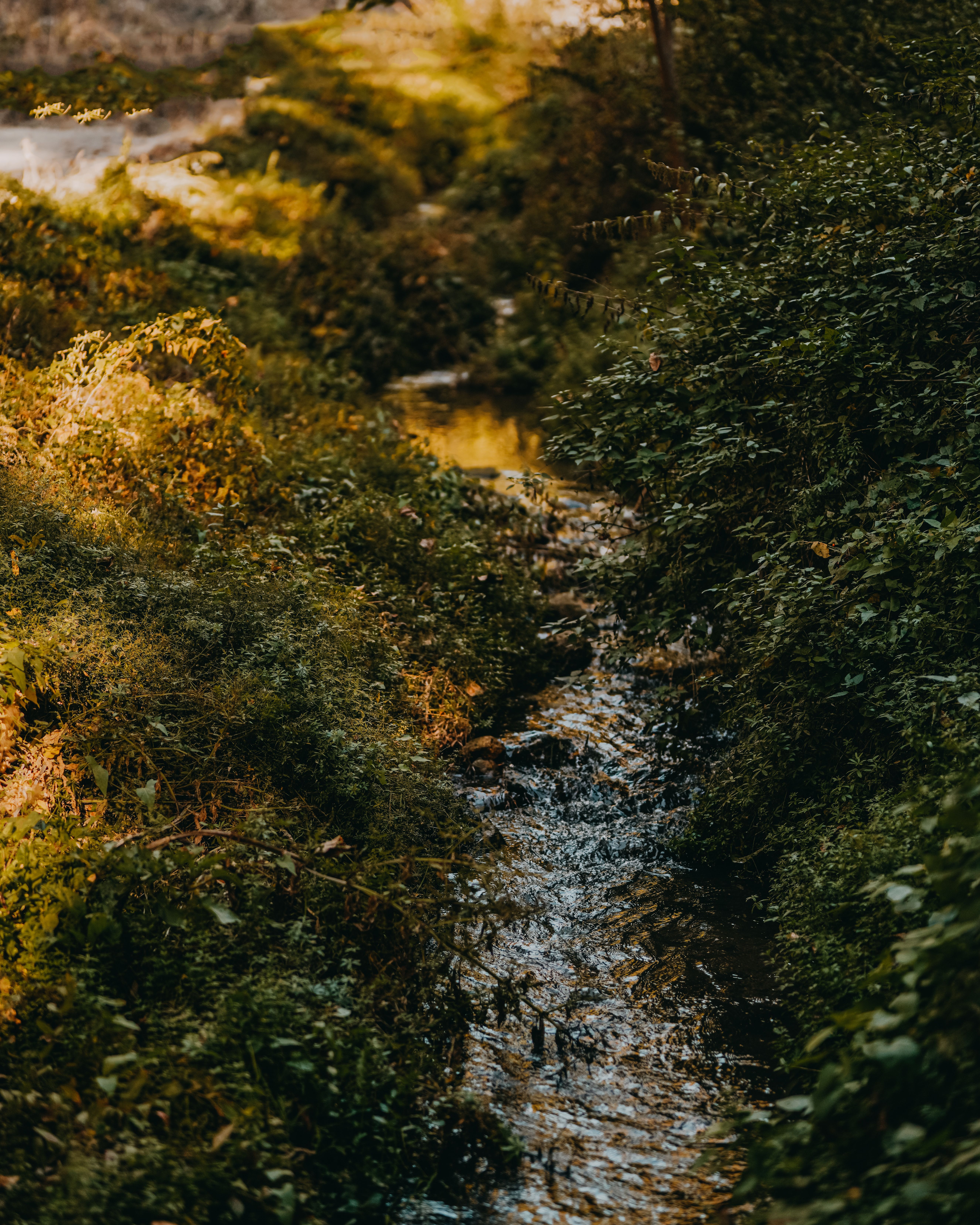 Stream Among Green Vegetation · Free Stock Photo