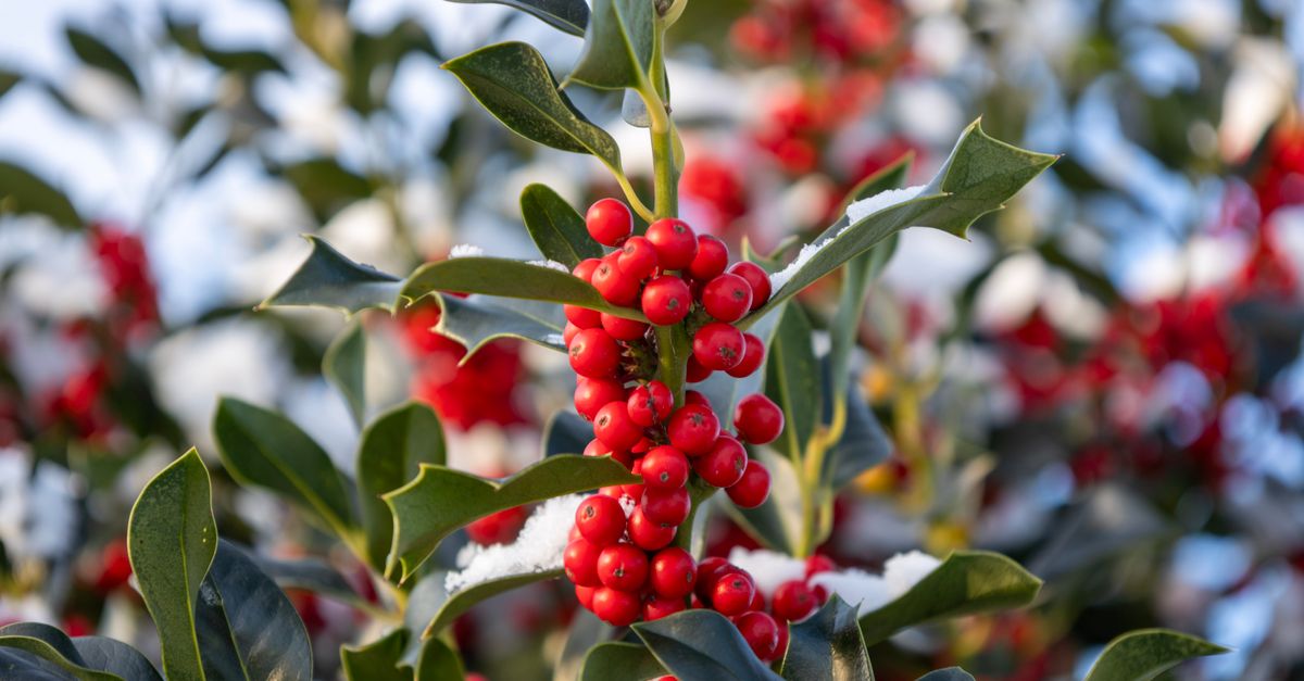 Close-up of bright red holly berries with green leaves dusted with snow.