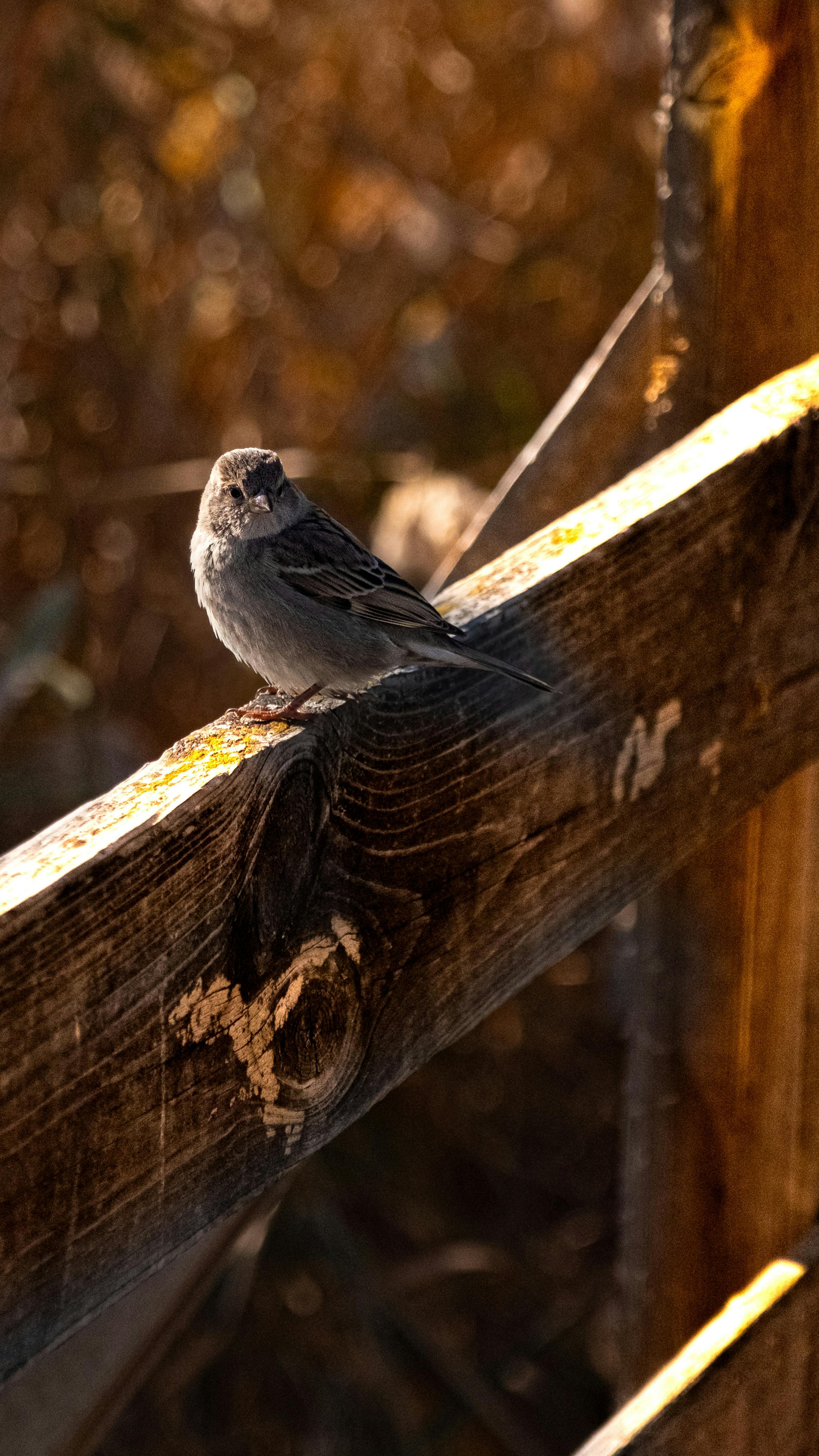 Attract More Birds With Nutritious Peanut Feeders