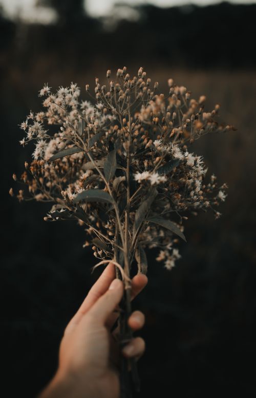 Free A hand holding a delicate wildflower bouquet against an outdoor meadow backdrop. Stock Photo