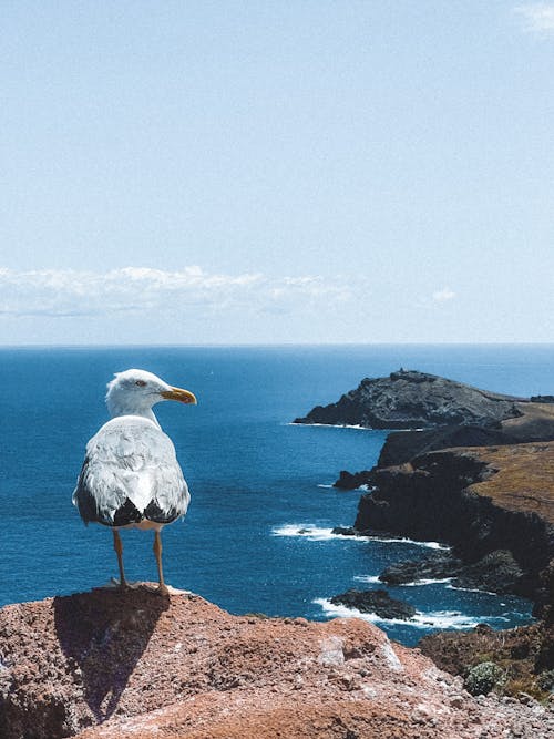 Seagull on Rock over Sea Shore