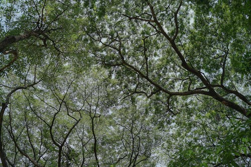 Бесплатное стоковое фото с ветви, голубое небо, деревья