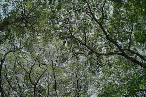 View of Trees with Green Leaves under Blue Sky 