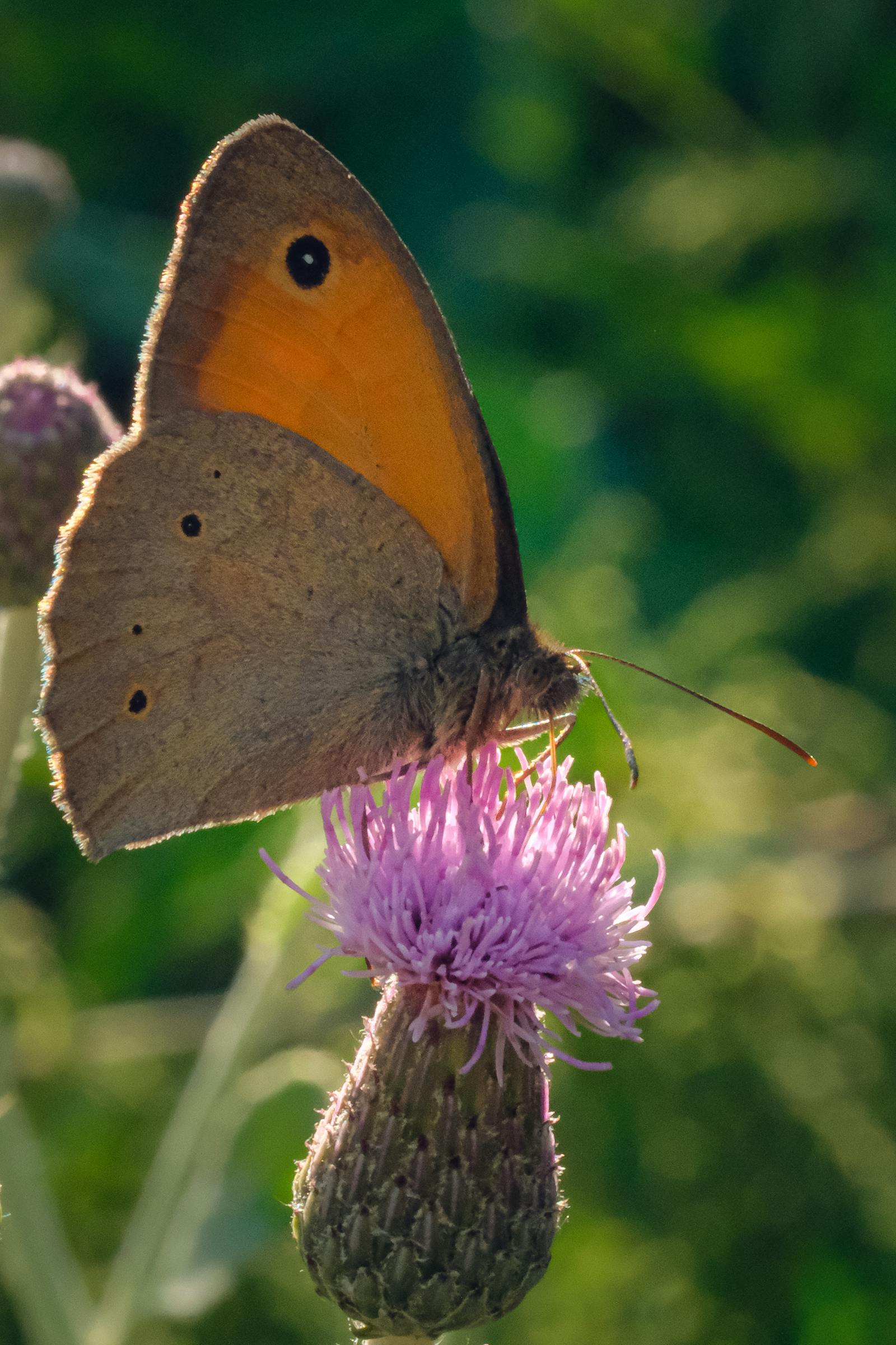 Butterfly Haircut Photos, Download The BEST Free Butterfly Haircut