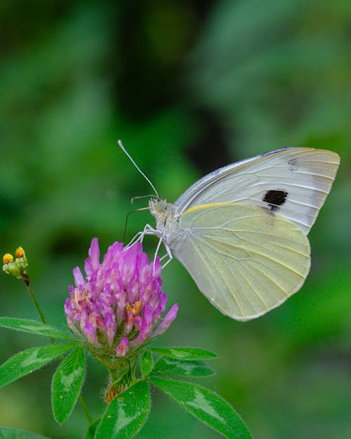 Photos gratuites de fleur, insecte, mise au point sélective