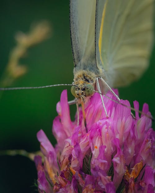 Gratis stockfoto met bloem, boterbloem, detailopname