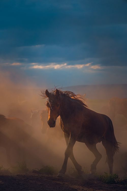 Free Silhouette of a horse in dust at sunset, capturing rural wilderness beauty. Stock Photo
