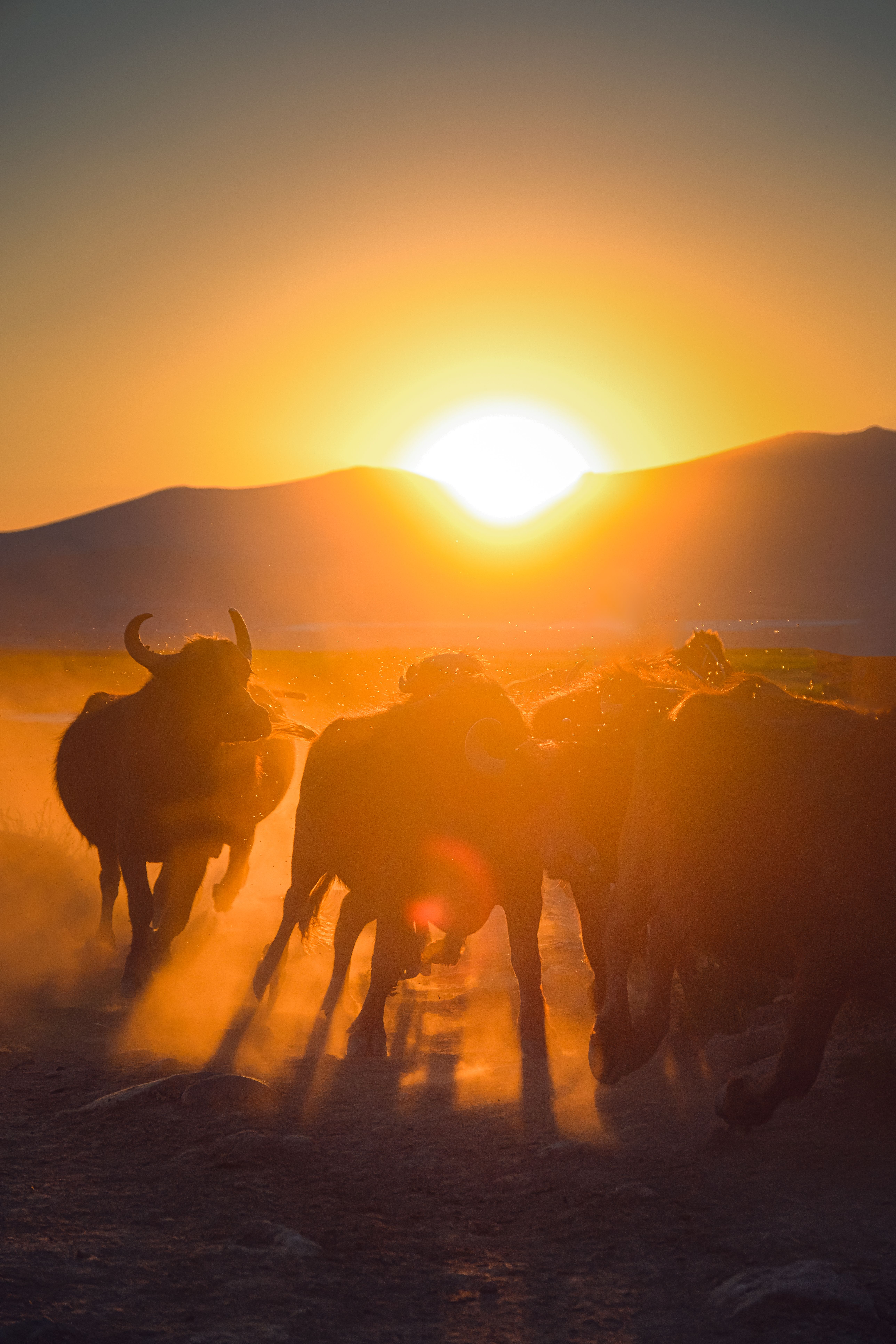 Cattle Herd on Pasture at Sunset · Free Stock Photo