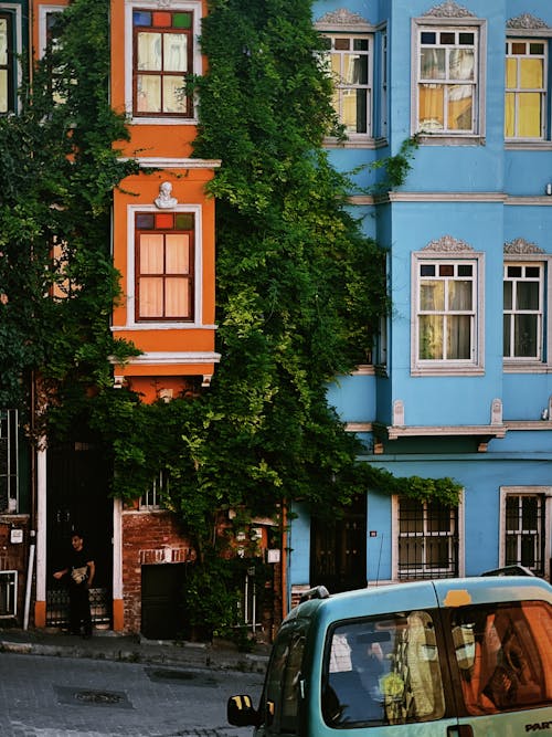 Ivy on Colorful Tenements 