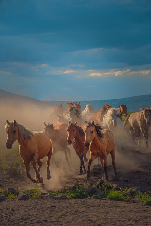 atlar, büyükbaş hayvan sürüsü, çayır içeren Ücretsiz stok fotoğraf