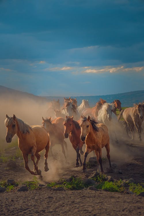 Photos gratuites de chevaux, fond d'écran mobile, galopant