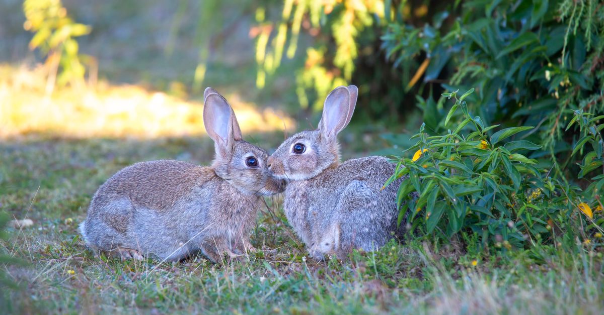 Rabbits on Grass · Free Stock Photo
