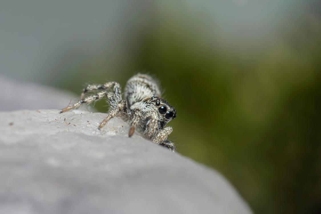 Free stock photo of alone, bug, closeup