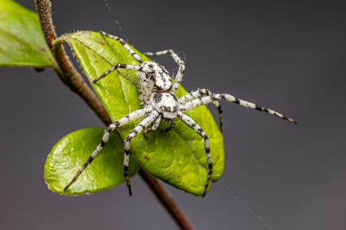 Close-up of a Spider Sitting on a Green Leaf 