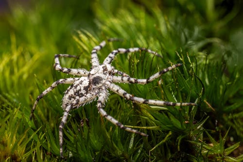 Spider on Grass
