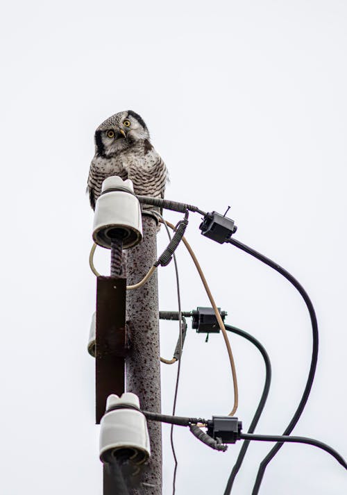 An Owl Sitting on Top of a Power Pole