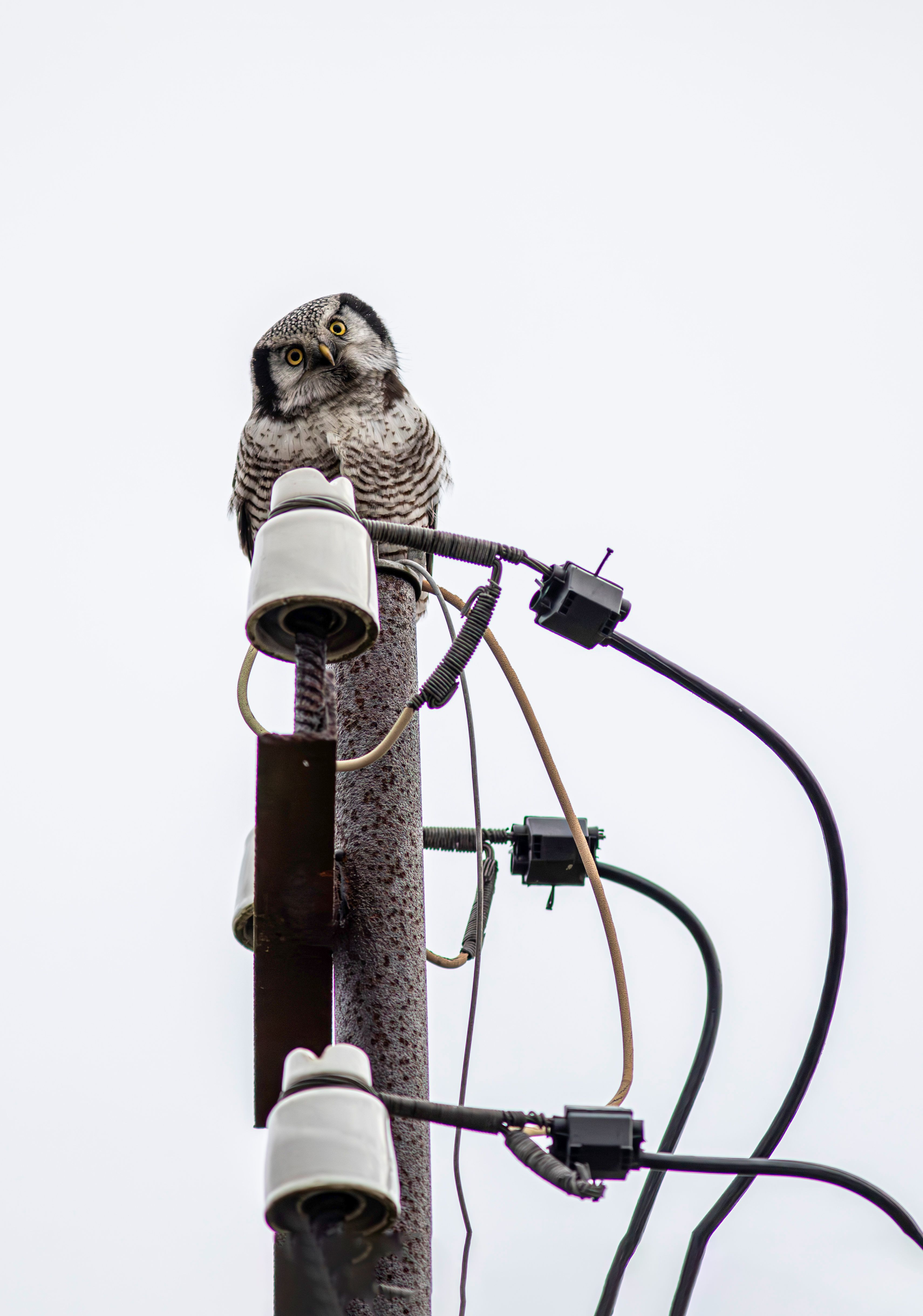 Wild Tech Photos Download The Best Free Wild Tech Stock Photos Hd Images