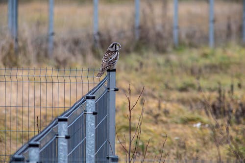 A Northern Hawk-Owl Sitting on a Fence