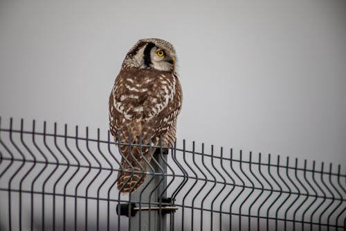 Close-up of a Northern Hawk-Owl Sitting on a Fence 