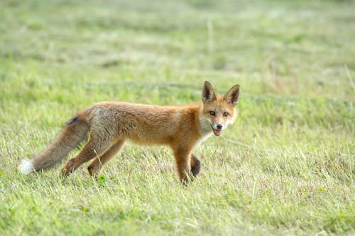 Fox on Grass