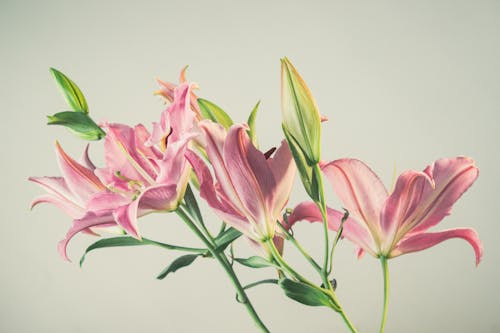꽃, 꽃다발, 꽃잎의 무료 스톡 사진