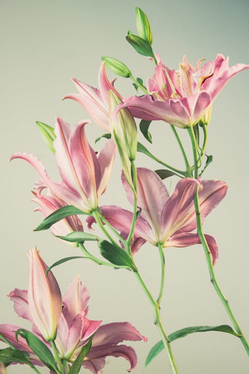 一束花, 垂直拍攝, 微妙 的 免費圖庫相片