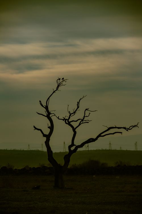 Free A solitary tree silhouette set against a dramatic evening sky in a vast field, exuding a moody ambiance. Stock Photo